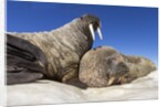 Walruses on Iceberg, Hudson Bay, Nunavut, Canada by Anonymous