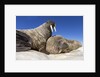 Walruses on Iceberg, Hudson Bay, Nunavut, Canada by Anonymous
