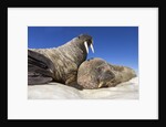 Walruses on Iceberg, Hudson Bay, Nunavut, Canada by Anonymous