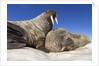 Walruses on Iceberg, Hudson Bay, Nunavut, Canada by Anonymous