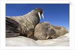 Walruses on Iceberg, Hudson Bay, Nunavut, Canada by Anonymous