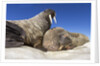 Walruses on Iceberg, Hudson Bay, Nunavut, Canada by Anonymous