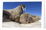 Walruses on Iceberg, Hudson Bay, Nunavut, Canada by Anonymous