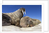 Walruses on Iceberg, Hudson Bay, Nunavut, Canada by Anonymous
