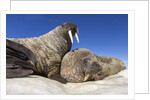 Walruses on Iceberg, Hudson Bay, Nunavut, Canada by Anonymous