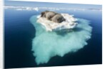 Walruses on Iceberg, Hudson Bay, Nunavut, Canada by Anonymous