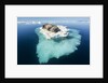 Walruses on Iceberg, Hudson Bay, Nunavut, Canada by Anonymous