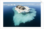 Walruses on Iceberg, Hudson Bay, Nunavut, Canada by Anonymous