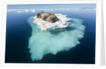 Walruses on Iceberg, Hudson Bay, Nunavut, Canada by Anonymous