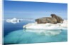 Walruses on Iceberg, Hudson Bay, Nunavut, Canada by Anonymous
