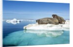 Walruses on Iceberg, Hudson Bay, Nunavut, Canada by Anonymous