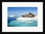 Walruses on Iceberg, Hudson Bay, Nunavut, Canada by Anonymous