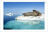 Walruses on Iceberg, Hudson Bay, Nunavut, Canada by Anonymous