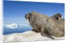 Walrus Herd on Iceberg, Hudson Bay, Nunavut, Canada by Anonymous