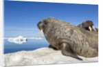 Walrus Herd on Iceberg, Hudson Bay, Nunavut, Canada by Anonymous