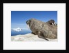 Walrus Herd on Iceberg, Hudson Bay, Nunavut, Canada by Anonymous