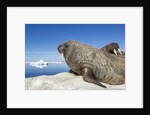 Walrus Herd on Iceberg, Hudson Bay, Nunavut, Canada by Anonymous