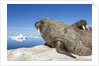 Walrus Herd on Iceberg, Hudson Bay, Nunavut, Canada by Anonymous