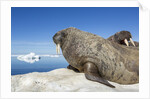 Walrus Herd on Iceberg, Hudson Bay, Nunavut, Canada by Anonymous