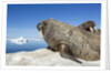 Walrus Herd on Iceberg, Hudson Bay, Nunavut, Canada by Anonymous