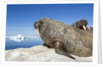Walrus Herd on Iceberg, Hudson Bay, Nunavut, Canada by Anonymous