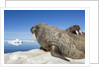 Walrus Herd on Iceberg, Hudson Bay, Nunavut, Canada by Anonymous