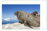 Walrus Herd on Iceberg, Hudson Bay, Nunavut, Canada by Anonymous