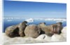 Walrus Herd on Iceberg, Hudson Bay, Nunavut, Canada by Anonymous
