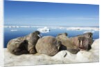 Walrus Herd on Iceberg, Hudson Bay, Nunavut, Canada by Anonymous