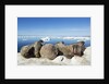 Walrus Herd on Iceberg, Hudson Bay, Nunavut, Canada by Anonymous