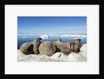 Walrus Herd on Iceberg, Hudson Bay, Nunavut, Canada by Anonymous