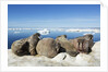 Walrus Herd on Iceberg, Hudson Bay, Nunavut, Canada by Anonymous