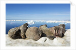 Walrus Herd on Iceberg, Hudson Bay, Nunavut, Canada by Anonymous