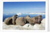 Walrus Herd on Iceberg, Hudson Bay, Nunavut, Canada by Anonymous