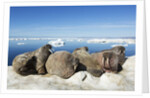 Walrus Herd on Iceberg, Hudson Bay, Nunavut, Canada by Anonymous
