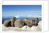 Walrus Herd on Iceberg, Hudson Bay, Nunavut, Canada by Anonymous