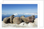 Walrus Herd on Iceberg, Hudson Bay, Nunavut, Canada by Anonymous