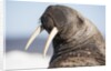 Walrus on Iceberg, Hudson Bay, Nunavut, Canada by Anonymous