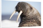 Walrus on Iceberg, Hudson Bay, Nunavut, Canada by Anonymous