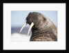Walrus on Iceberg, Hudson Bay, Nunavut, Canada by Anonymous