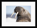Walrus on Iceberg, Hudson Bay, Nunavut, Canada by Anonymous