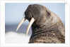 Walrus on Iceberg, Hudson Bay, Nunavut, Canada by Anonymous