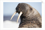 Walrus on Iceberg, Hudson Bay, Nunavut, Canada by Anonymous