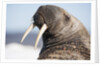 Walrus on Iceberg, Hudson Bay, Nunavut, Canada by Anonymous
