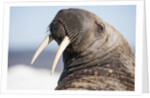 Walrus on Iceberg, Hudson Bay, Nunavut, Canada by Anonymous