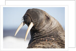 Walrus on Iceberg, Hudson Bay, Nunavut, Canada by Anonymous