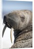 Walrus on Iceberg, Hudson Bay, Nunavut, Canada by Anonymous