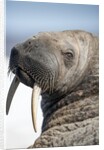 Walrus on Iceberg, Hudson Bay, Nunavut, Canada by Anonymous