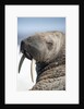 Walrus on Iceberg, Hudson Bay, Nunavut, Canada by Anonymous