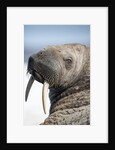 Walrus on Iceberg, Hudson Bay, Nunavut, Canada by Anonymous